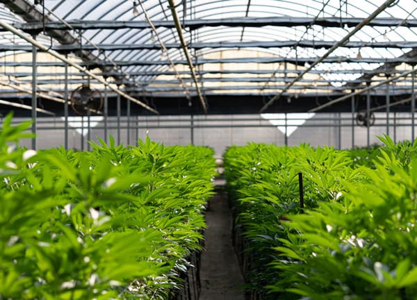 Farmlane-cannabis-thumbnail@1x